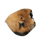 pomeranian enchan（個別スタンプ：24）