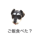 ラビです（個別スタンプ：4）