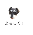 ラビです（個別スタンプ：11）