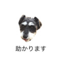 ラビです（個別スタンプ：12）