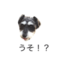 ラビです（個別スタンプ：19）