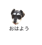 ラビです（個別スタンプ：21）