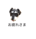 ラビです（個別スタンプ：24）