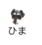 ラビです（個別スタンプ：31）