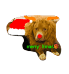 Pit  Bull merry Xmas（個別スタンプ：1）