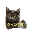 黒猫クインのスタンプ（個別スタンプ：1）