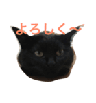 黒猫クインのスタンプ（個別スタンプ：2）