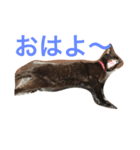 黒猫クインのスタンプ（個別スタンプ：3）