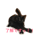 黒猫クインのスタンプ（個別スタンプ：4）