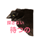 黒猫クインのスタンプ（個別スタンプ：5）
