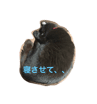 黒猫クインのスタンプ（個別スタンプ：6）