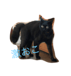 黒猫クインのスタンプ（個別スタンプ：8）