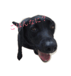 我が家の犬さんたち（個別スタンプ：1）