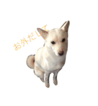 我が家の犬さんたち（個別スタンプ：2）