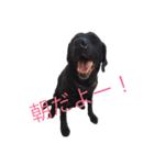 我が家の犬さんたち（個別スタンプ：3）