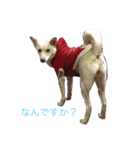 我が家の犬さんたち（個別スタンプ：4）