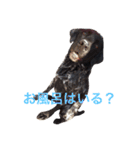 我が家の犬さんたち（個別スタンプ：5）
