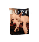 我が家の犬さんたち（個別スタンプ：6）