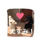 我が家の犬さんたち（個別スタンプ：8）