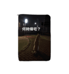我が家の犬さんたち（個別スタンプ：9）