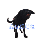 我が家の犬さんたち（個別スタンプ：10）