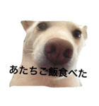 我が家の犬さんたち（個別スタンプ：12）