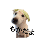 我が家の犬さんたち（個別スタンプ：13）