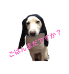 我が家の犬さんたち（個別スタンプ：15）