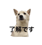 我が家の犬さんたち（個別スタンプ：16）