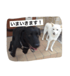 我が家の犬さんたち（個別スタンプ：17）