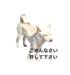 我が家の犬さんたち（個別スタンプ：18）