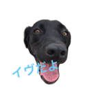我が家の犬さんたち（個別スタンプ：19）