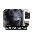 我が家の犬さんたち（個別スタンプ：20）