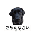 我が家の犬さんたち（個別スタンプ：21）
