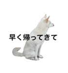 我が家の犬さんたち（個別スタンプ：22）