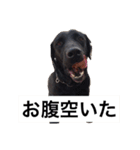 我が家の犬さんたち（個別スタンプ：23）