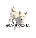 我が家の犬さんたち（個別スタンプ：24）
