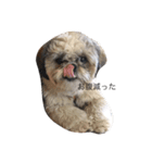 Shih Tzu Shishimaru（個別スタンプ：1）