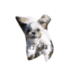 Shih Tzu Shishimaru（個別スタンプ：2）