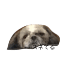 Shih Tzu Shishimaru（個別スタンプ：4）