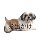 Shih Tzu Shishimaru（個別スタンプ：5）