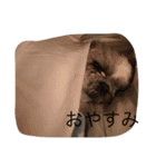 Shih Tzu Shishimaru（個別スタンプ：6）
