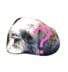 Shih Tzu Shishimaru（個別スタンプ：7）