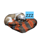 Shih Tzu Shishimaru（個別スタンプ：8）