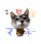 69neko sakura69（個別スタンプ：1）