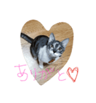 69neko sakura69（個別スタンプ：2）