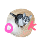 69neko sakura69（個別スタンプ：4）
