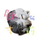 69neko sakura69（個別スタンプ：5）