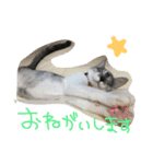 69neko sakura69（個別スタンプ：9）