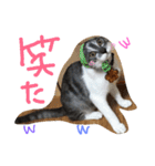 69neko sakura69（個別スタンプ：10）